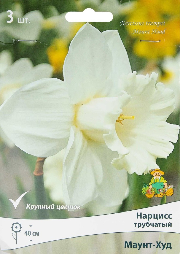 Нарцисс mount hood (1шт.)