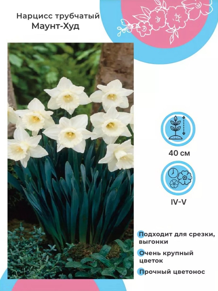 Нарцисс маунт худ