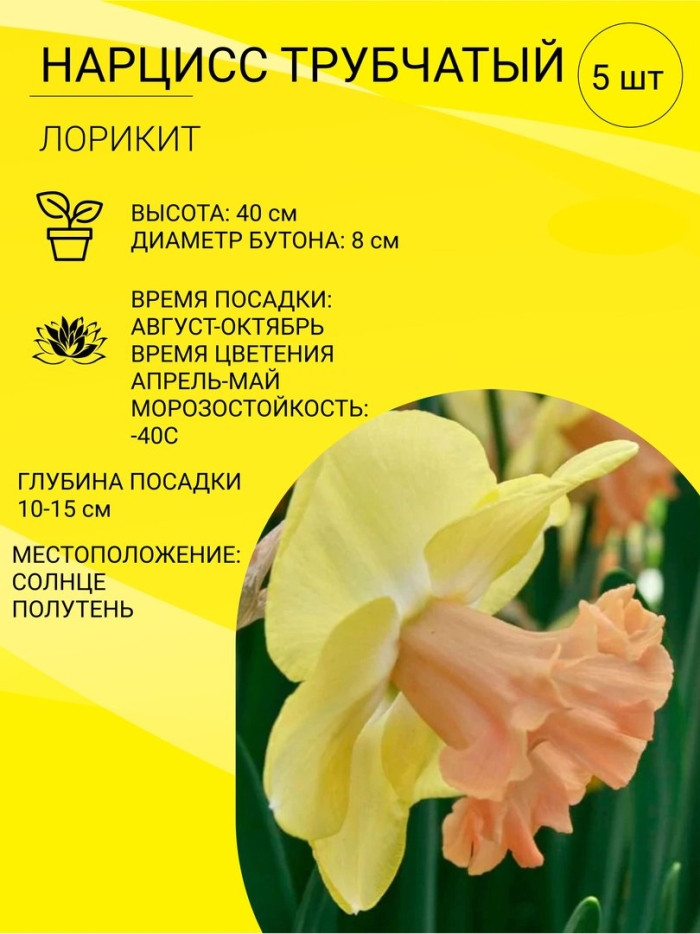 Нарцисс трубчатый лорикит