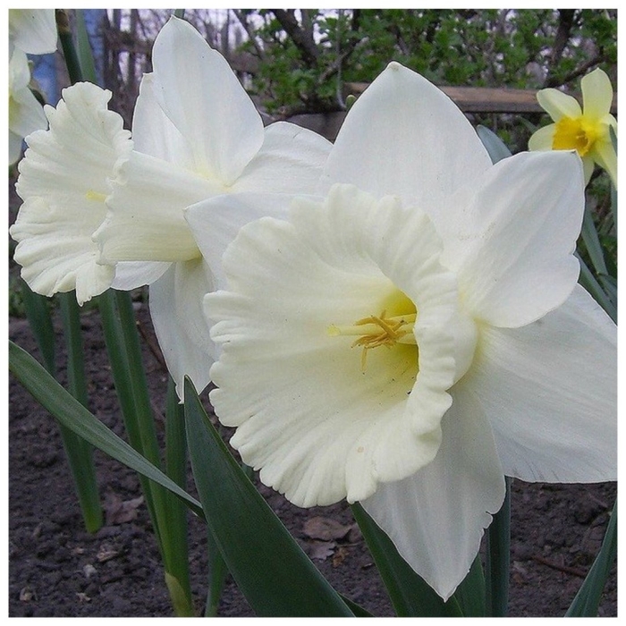 Нарцисс маунт худ