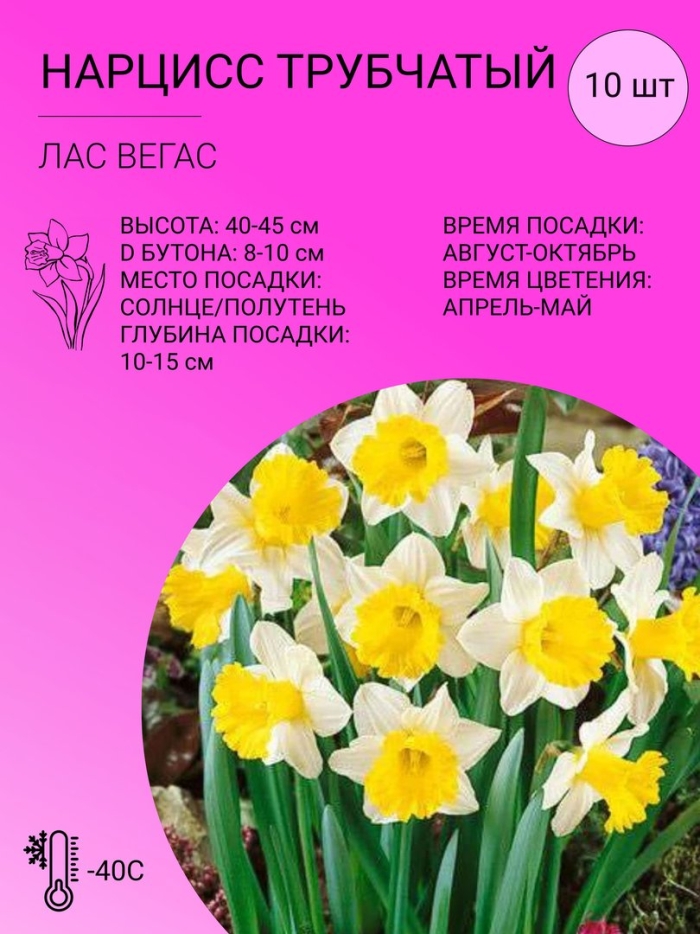 Нарцисс трубчатый