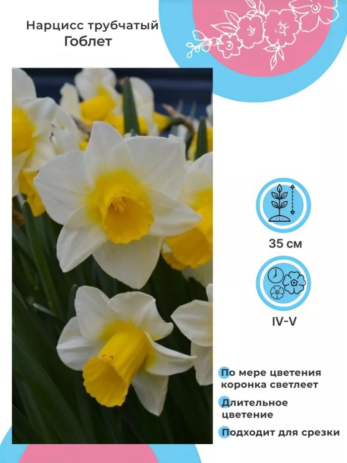 Нарцисс голден ико