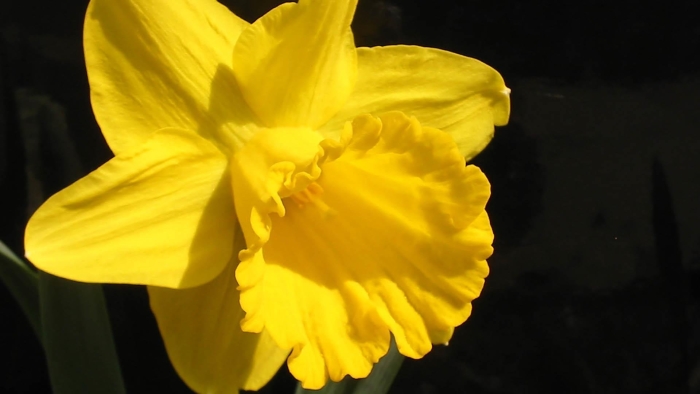 Желтый нарцисс символ уэльса