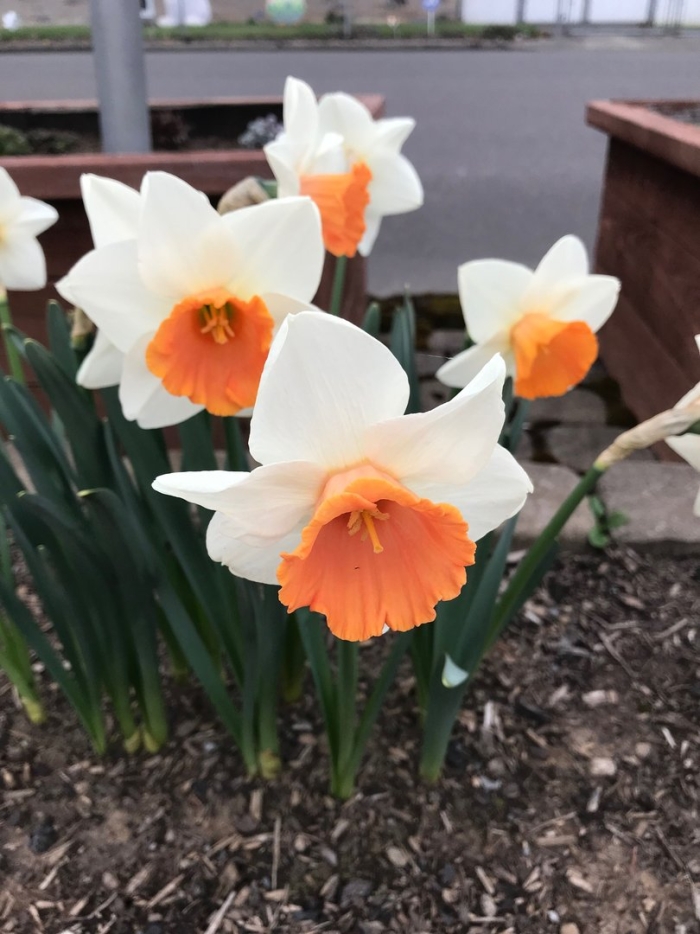 Нарцисс chromacolor