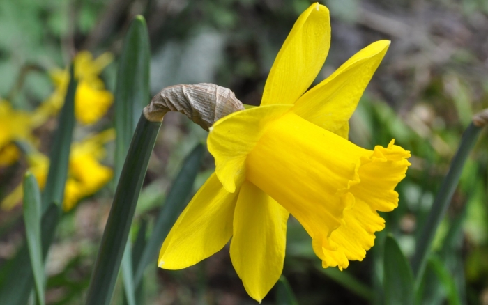 Narcissus pseudonarcissus