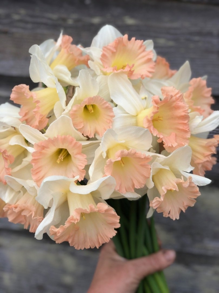 Луковица нарцисса