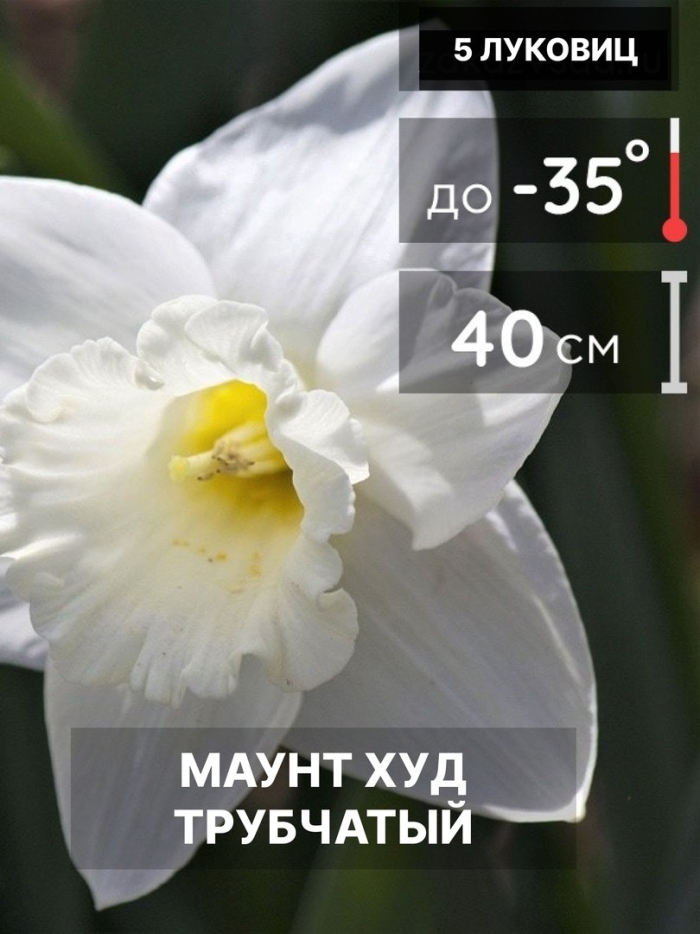 Нарцисс луковица