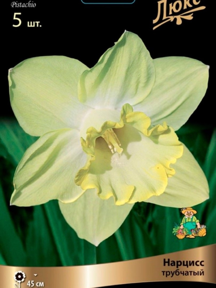 Нарцисс фисташка