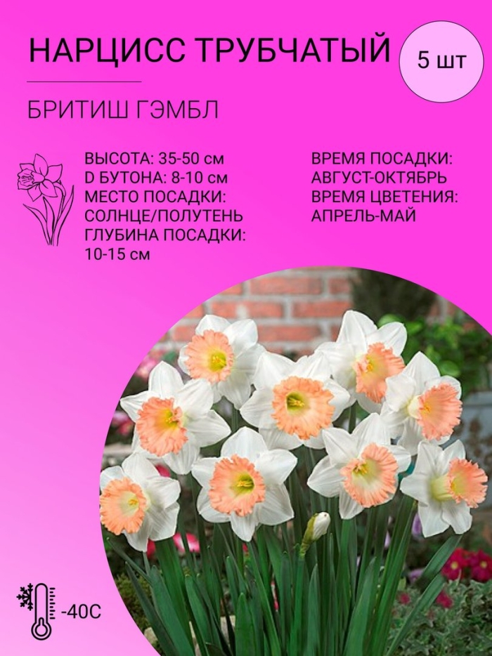 Нарцисс пинк шарм крупнокорончатый