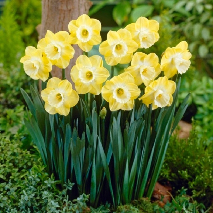 Нарцисс крупнокорончатый авалон