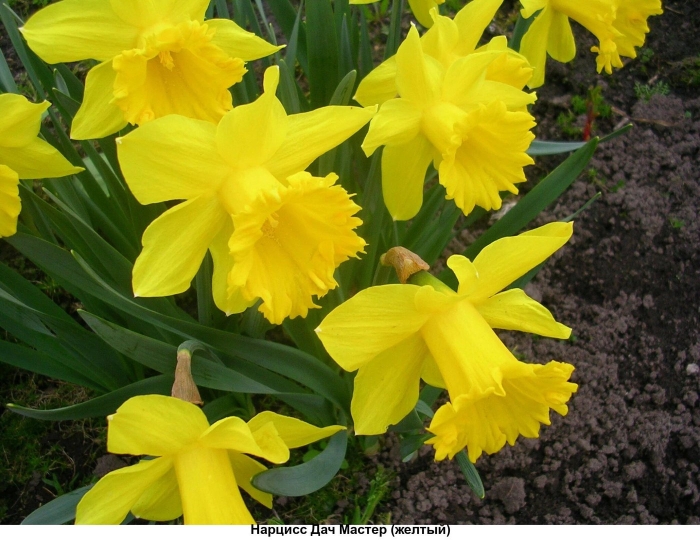 Нарцисс датч мастер