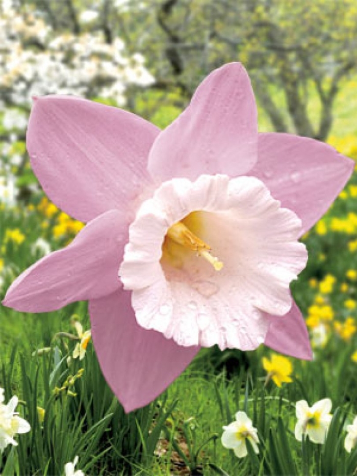 Нарцисс розовый крупноцветковый