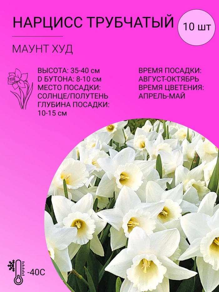 Нарцисс маунт