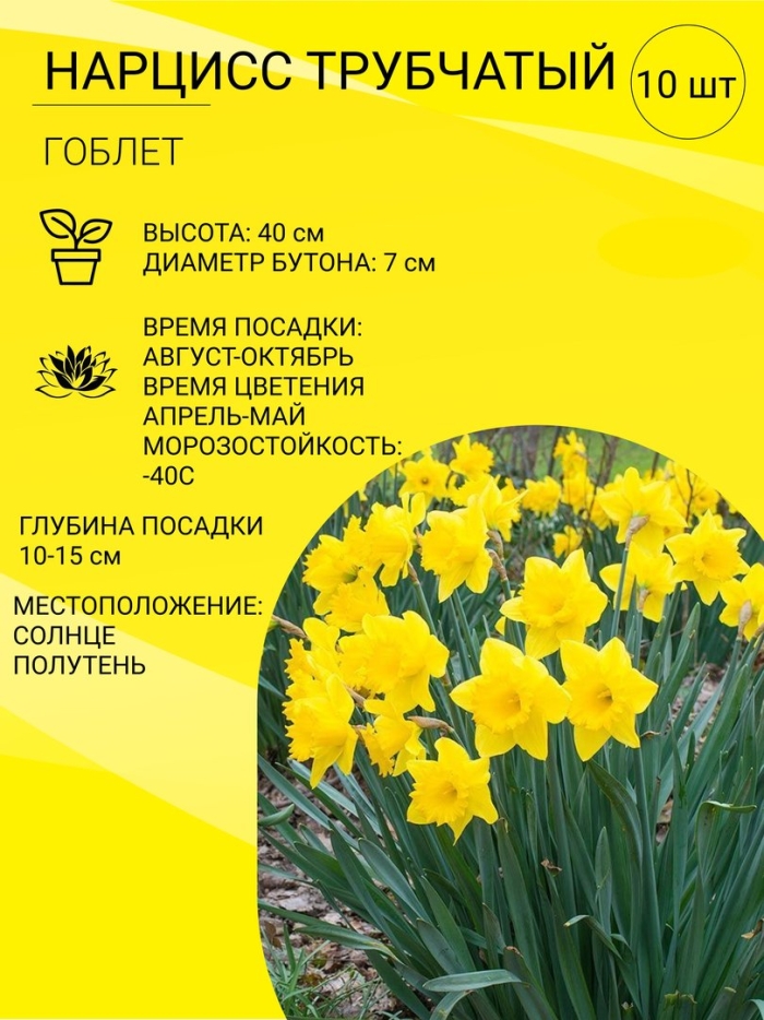 Нарцисс луковичные