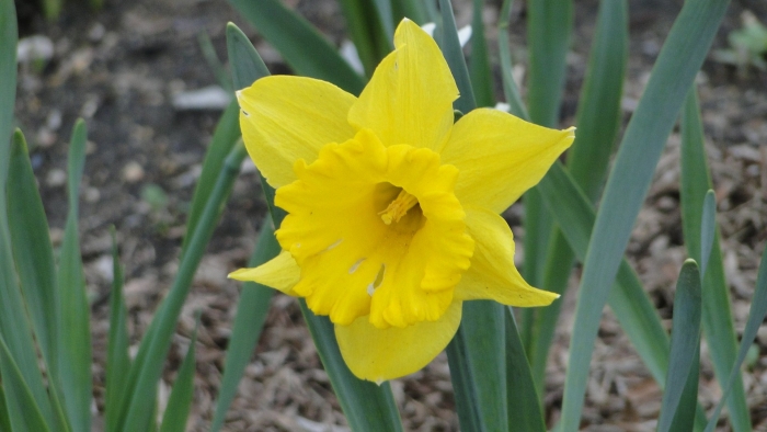 Нарцисс голден беллс