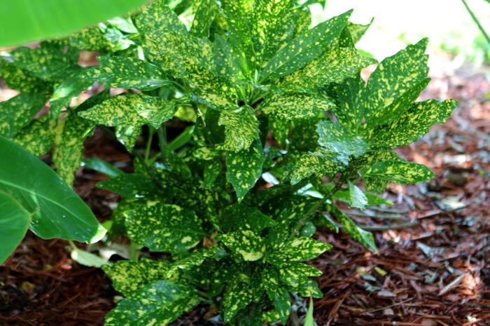 Аукуба золотое дерево