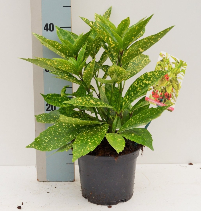 Аукуба вариегата