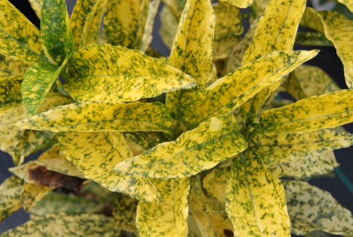 Аукуба золотое дерево