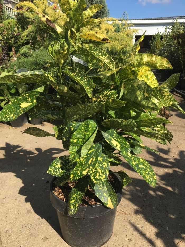 Аукуба кротонифолия