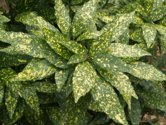 Аукуба японика