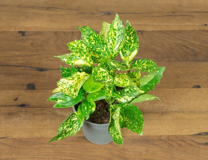 Аукуба комнатное растение