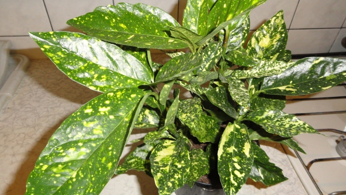 Аукуба цветок комнатный