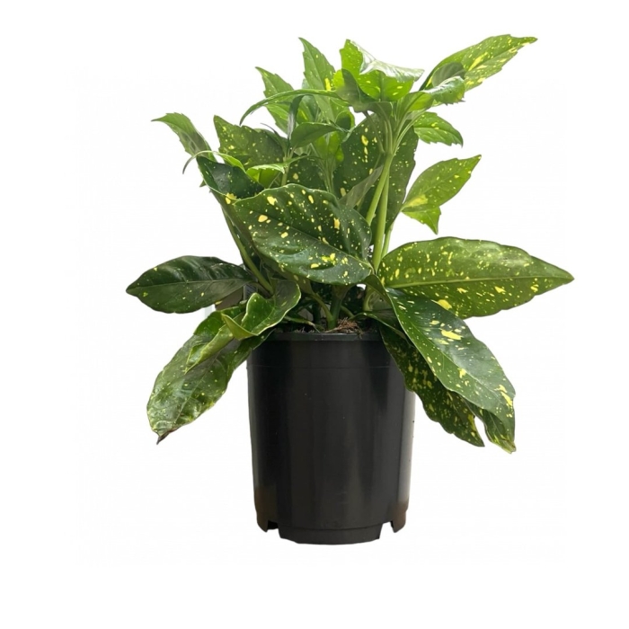 Аукуба комнатное растение