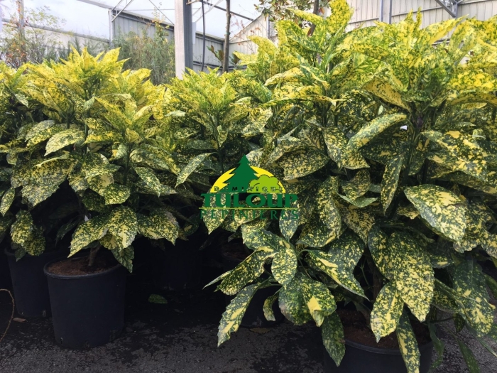 Аукуба золотое дерево