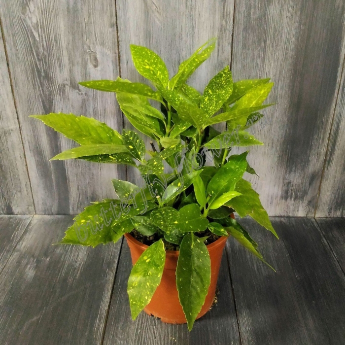 Аукуба комнатное растение