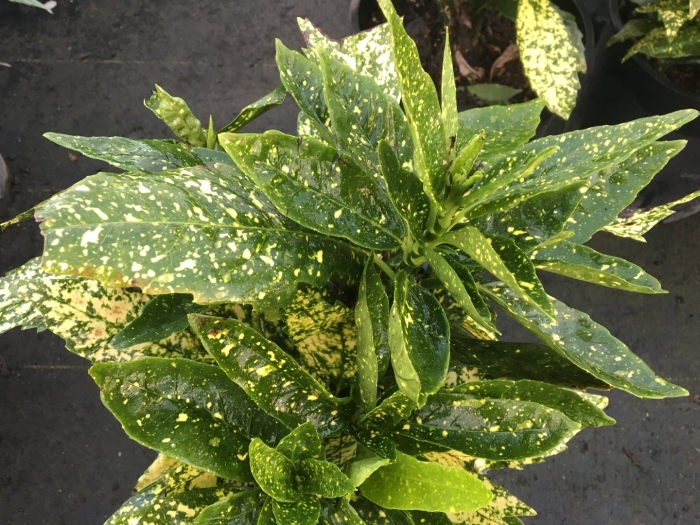 Аукуба японика