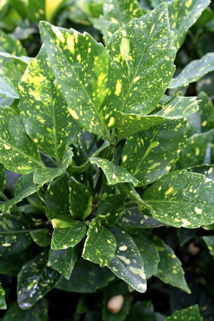 Аукуба японика