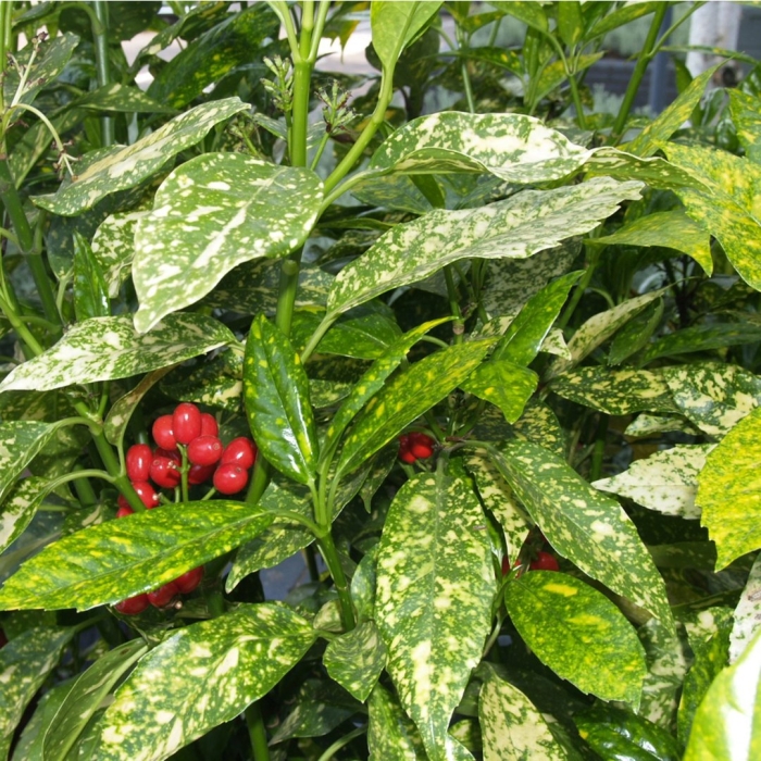 Аукуба комнатное растение