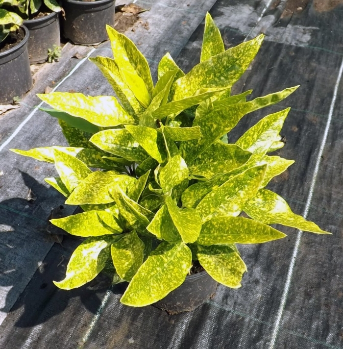 Аукуба кротонифолия