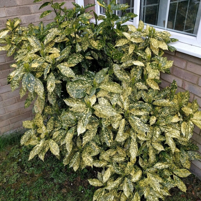 Аукуба японская вариегата