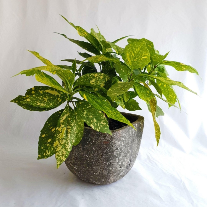 Цветок аукуба