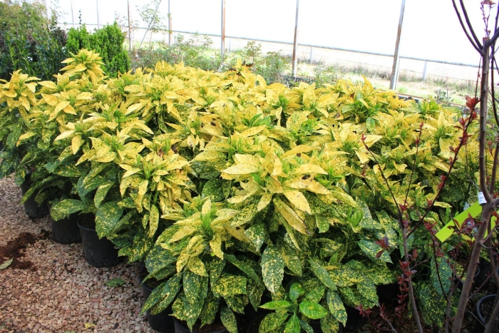 Aucuba japonica crotonifolia