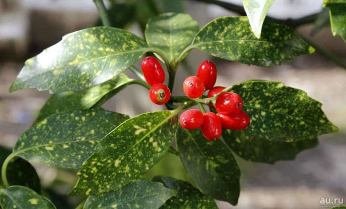 Аукуба японика