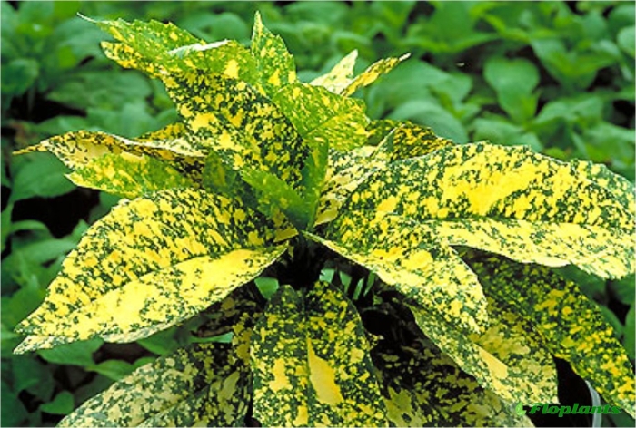 Кротон gold dust