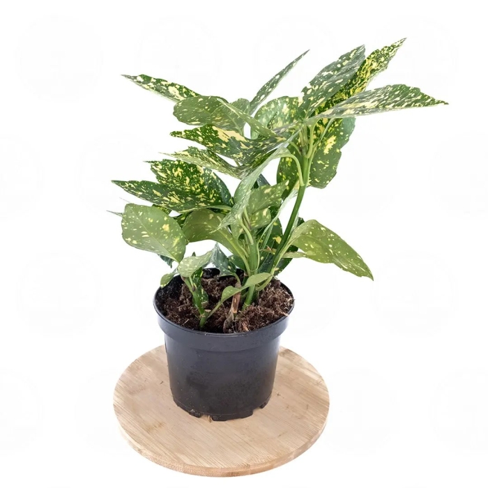 Аглаонема crispum