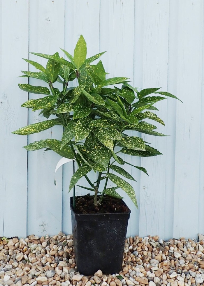 Аукуба японика цветок