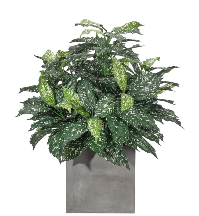 Аукуба комнатная