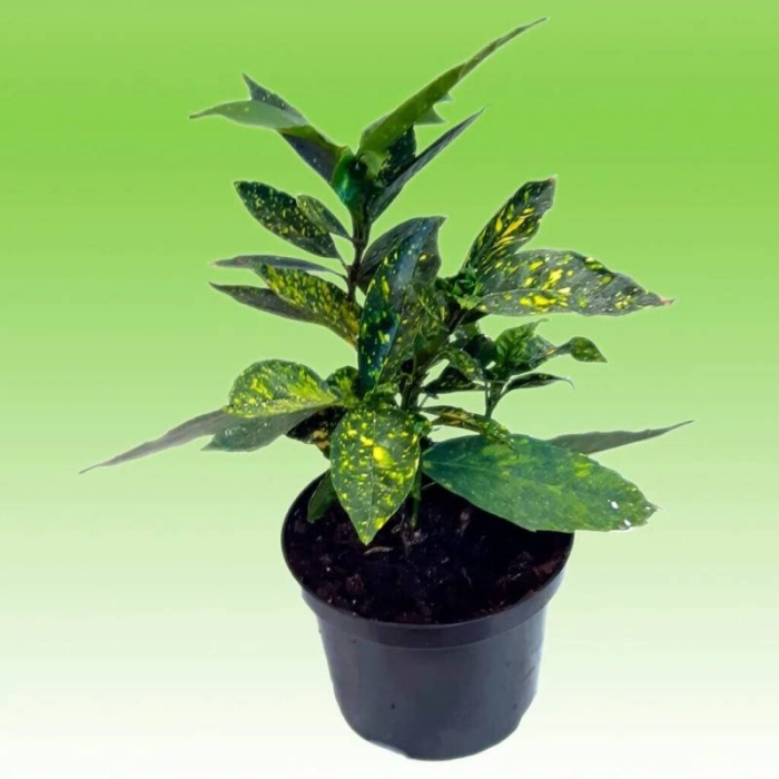 Аукуба цветок комнатный