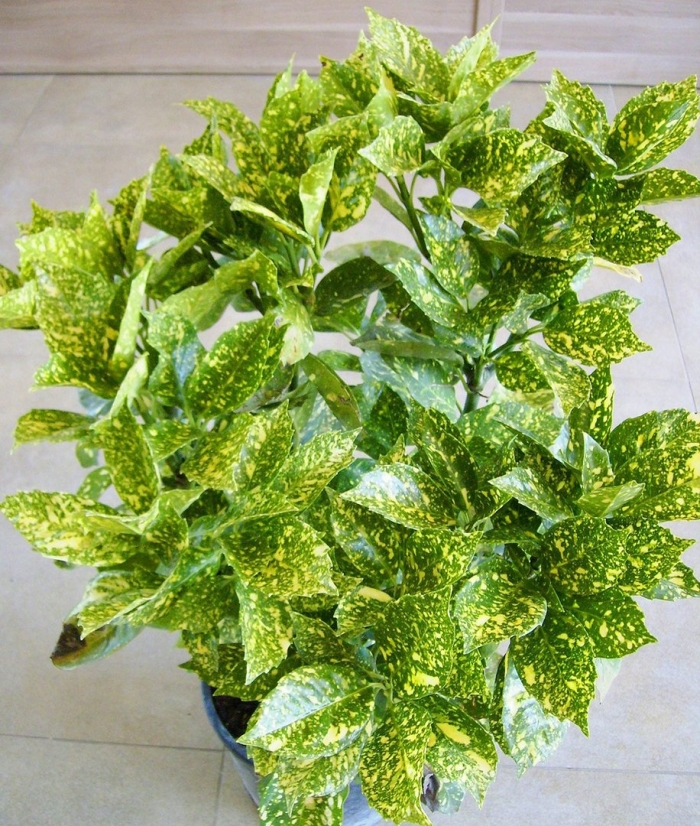 Аукуба японика