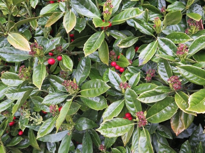 Ардизия crenata