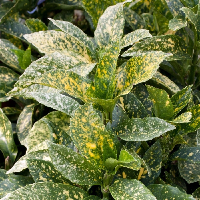 Аукуба золотое дерево