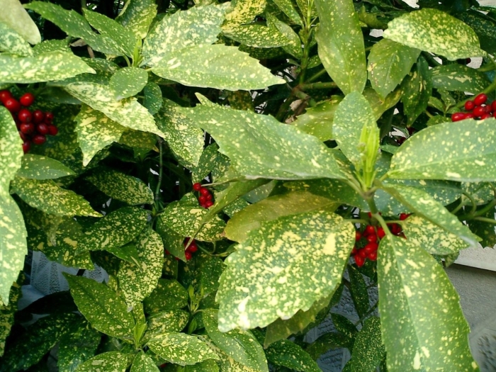 Кротон аукуба