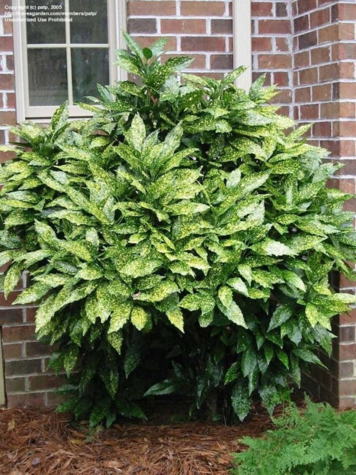 Аукуба японика