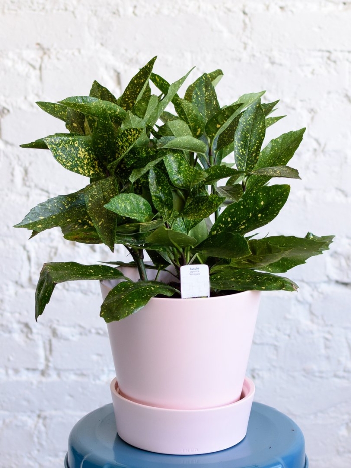 Аукуба японская