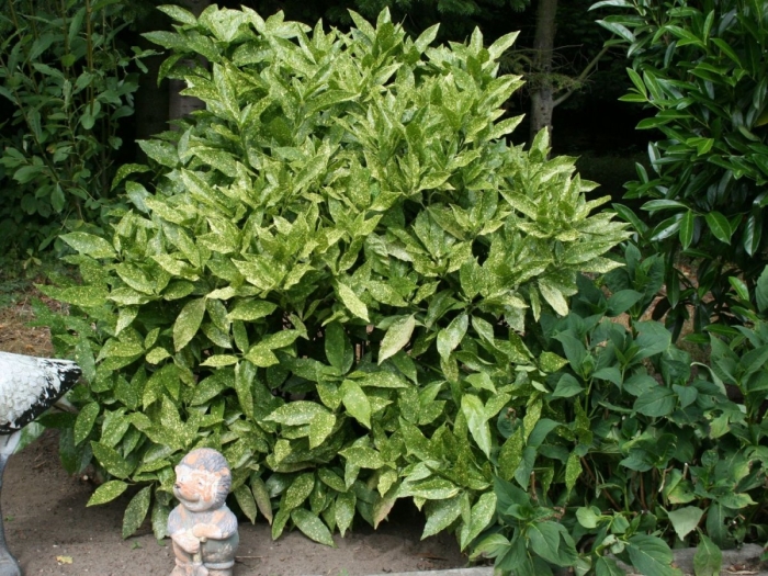 Аукуба золотое дерево