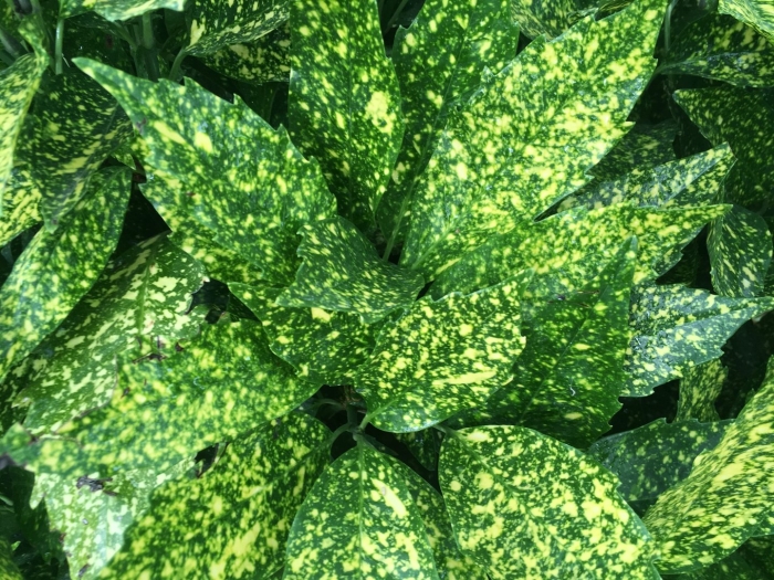 Аукуба японика